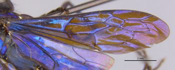 Media type: image;   Entomology 25739 Aspect: Wing front